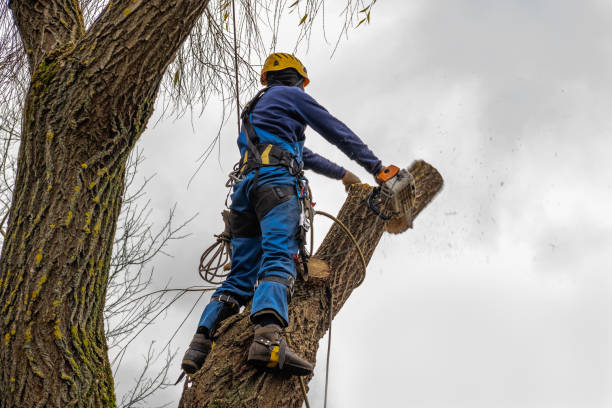 How Our Tree Care Process Works  in  Union Mill, VA