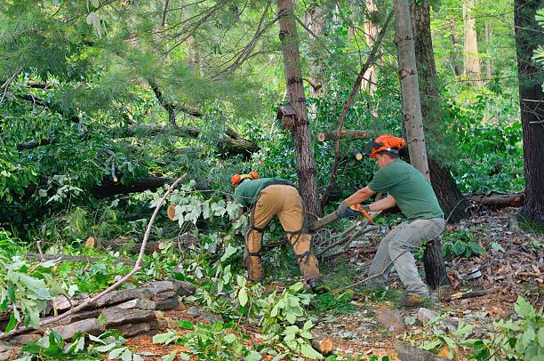 Best Storm Damage Tree Cleanup  in Union Mill, VA