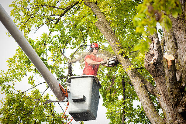 Seasonal Cleanup (Spring/Fall) in Union Mill, VA